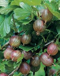 Ribes hirtellum Pixwell (Gooseberry) #3