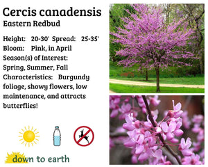 Cercis canadensis #20