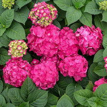 Load image into Gallery viewer, Hydrangea m. &#39;Pink Beauty&#39; #7
