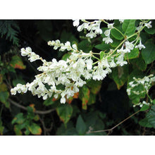 Load image into Gallery viewer, Polygonum aubertii #2
