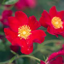 Rosa 'Red Carpet' #5
