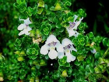 Load image into Gallery viewer, Prostanthera cuneata #2
