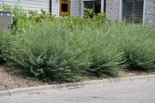 Load image into Gallery viewer, Salix purpurea &#39;Nana&#39; #10
