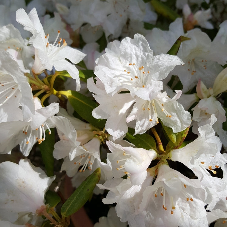 Rhododendron 'Snow Lady' #3