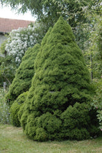 Load image into Gallery viewer, Picea glauca &#39;Conica&#39; #5
