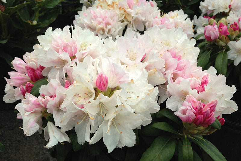 Rhododendron 'Yaku Princess' #6/7