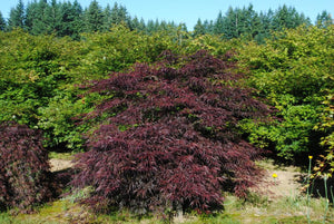 Acer palmatum 'Ruby Ridge' #10