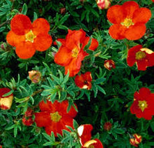 Load image into Gallery viewer, Potentilla f. &#39;Red Ace&#39;  #3
