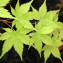 Load image into Gallery viewer, Acer palmatum &#39;Lutescens&#39; #10
