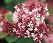 Load image into Gallery viewer, Syringa &#39;Tinkerbelle&#39; #10
