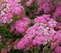 Load image into Gallery viewer, Spiraea &#39;Neon Flash&#39; #10
