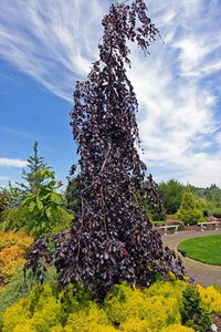 Fagus 'Purple Fountain' Beech #20