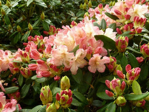 Rhododendron 'Percy Wiseman' #5