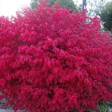 Load image into Gallery viewer, Euonymus alatus &#39;Chicago Fire&#39; #3
