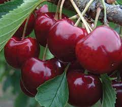 Cherry 'Lapins' #10