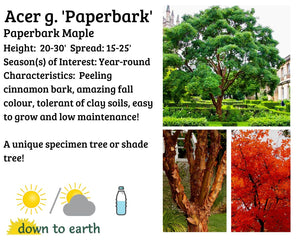 Acer griseum (Paperbark Maple) #10