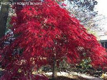 Load image into Gallery viewer, Acer palmatum dissectum &#39;Tamukeyama&#39; #10
