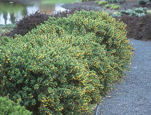 Berberis buxifolia #5