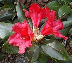 Rhododendron 'Baden Baden' #3