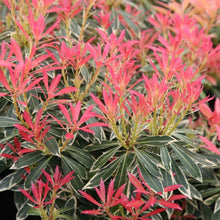 Load image into Gallery viewer, Pieris j. &#39;Flaming Silver&#39; #3

