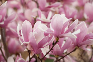 Magnolia soulangiana (Saucer Magnolia) #10