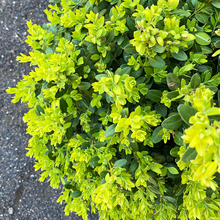 Load image into Gallery viewer, Buxus &#39;Green Mountain&#39; #3
