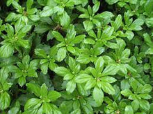 Load image into Gallery viewer, Pachysandra &#39;Green Carpet&#39; #2
