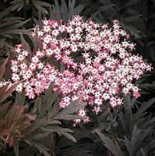 Load image into Gallery viewer, Sambucus n. &#39;Black Lace&#39; #7
