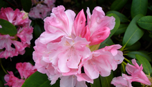 Load image into Gallery viewer, Rhododendron &#39;Yaku Princess&#39; #10
