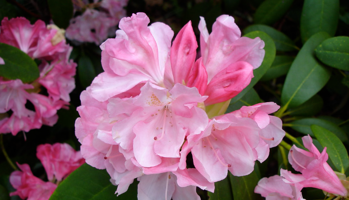 Rhododendron 'Yaku Princess' #10