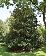 Load image into Gallery viewer, Magnolia grandiflora &#39;Edith Bogue&#39; #15
