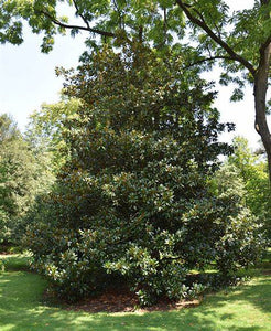 Magnolia grandiflora 'Edith Bogue' #15