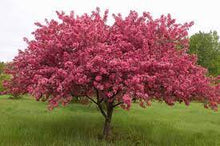 Load image into Gallery viewer, Malus &#39;Prairiefire&#39; #7
