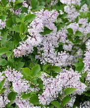 Load image into Gallery viewer, Syringa pubescens &#39;Miss Kim&#39; #3
