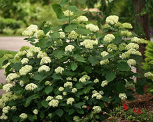 Load image into Gallery viewer, Hydrangea a. &#39;Lime Rickey&#39; #7
