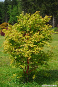 Acer palmatum   'Aka kawa hime' #10