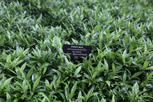 Load image into Gallery viewer, Sarcococca hookeriana var humilis #3
