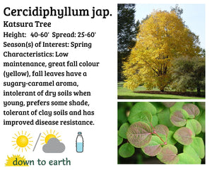 Cercidiphyllum Katsura #10
