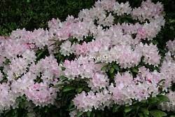 Rhododendron yaku 'Crete' #7