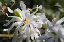 Load image into Gallery viewer, Magnolia stellata &#39;Royal Star&#39; #10
