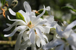 Magnolia stellata 'Royal Star' #10