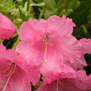 Rhododendron 'Linda' #2