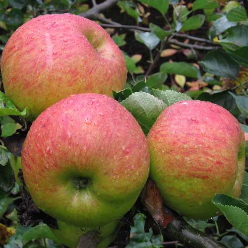 Apple 'Bramley's Seedling' #5