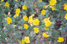 Load image into Gallery viewer, Potentilla f. &#39;Yellow Gem&#39; #3
