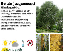 Load image into Gallery viewer, Betula &#39;Jaquemonti&#39; #7T
