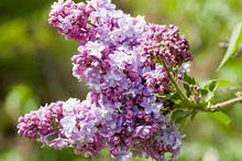 Load image into Gallery viewer, Syringa vulgaris &#39;President Grevy&#39; #5T
