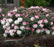 Load image into Gallery viewer, Rhododendron &#39;Yaku Princess&#39; #10
