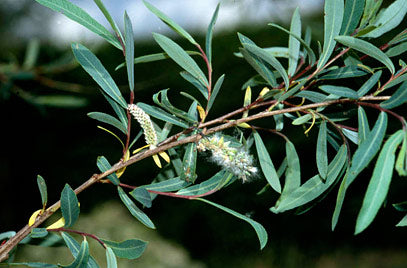 Salix purpurea 'Nana' #10
