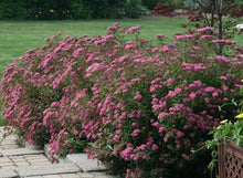 Load image into Gallery viewer, Spiraea &#39;Neon Flash&#39; #3
