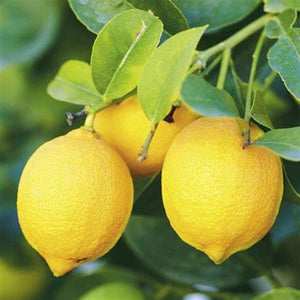 Citrus Eureka Lemon #15